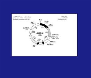 真核细胞表达载体