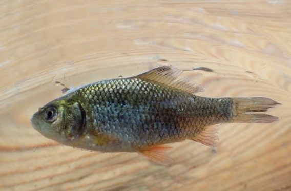  p>黑鲫(学名: i>carassius carassius /i>)是鲤科,鲫属鱼类.