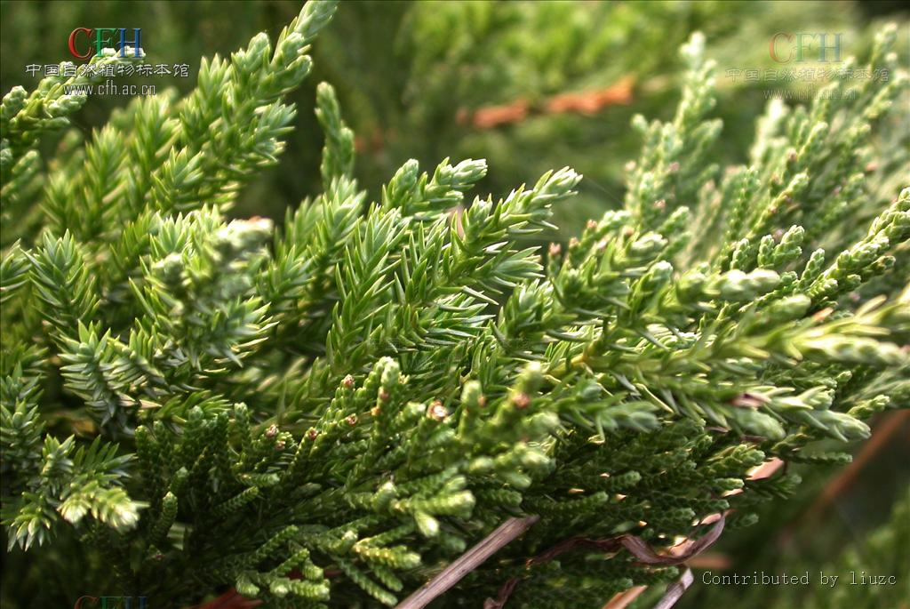 fu)是柏科,圆柏属,圆柏变种,匍匐灌木,高可达75厘米;枝条扩展