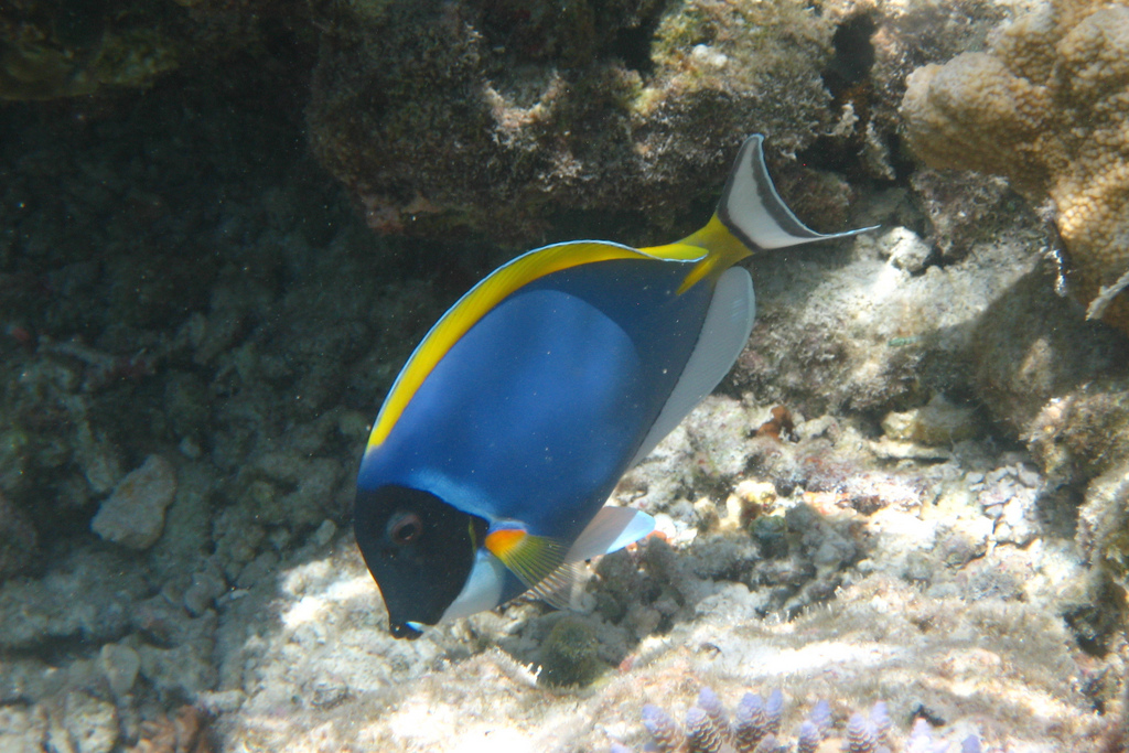 形体椭圆, a href="#" data-lemmaid="7398723">尾鳍 /a>叉形