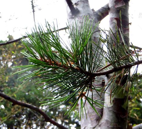  p>白皮松(学名: i>pinus bungeana /i> zucc.