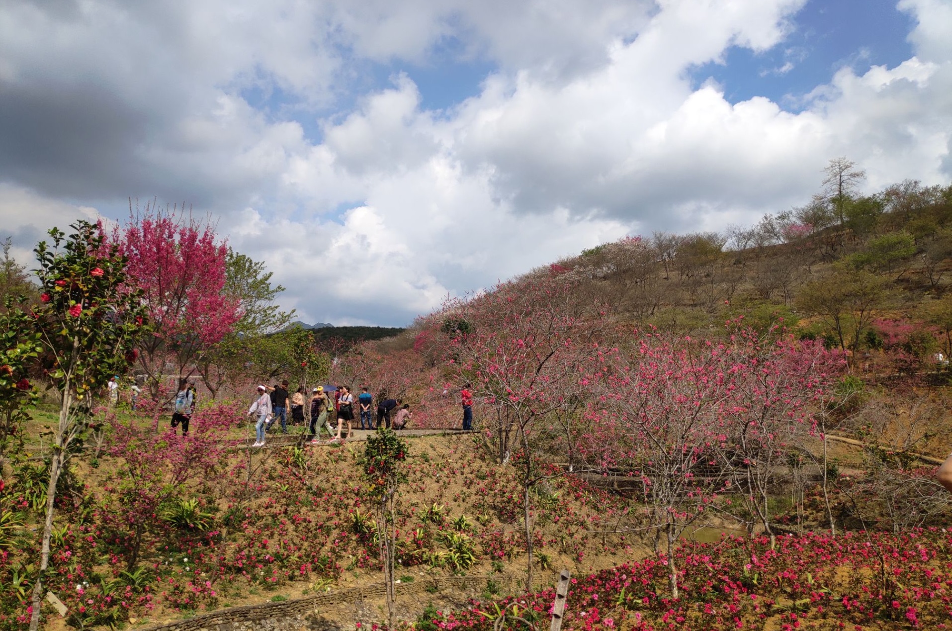 a>新丰县黄礤镇杰荣樱花峪,总面积800多亩,樱花谷已成为广东规模最大