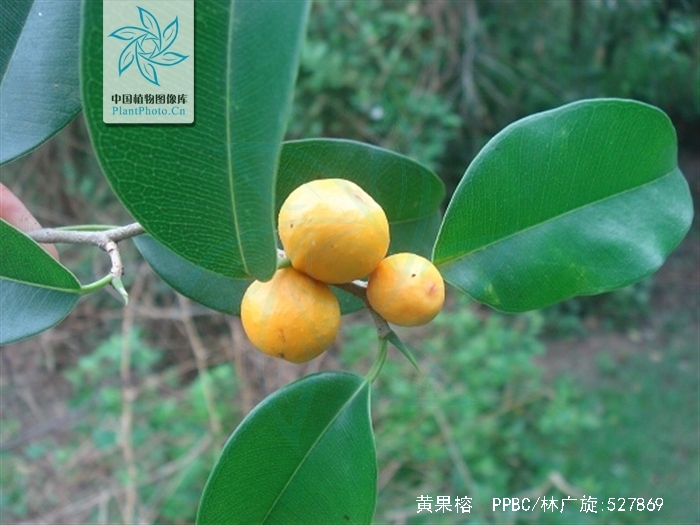  p>黄果榕(学名:ficus benguetensis merr.