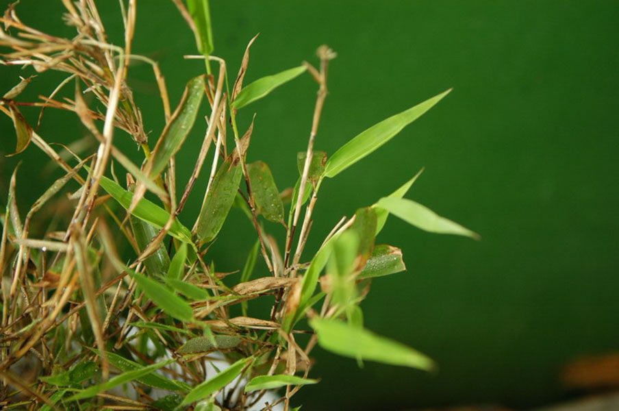  p> a href="#" data-lemmaid="2621507">神农箭竹 /a>(f.