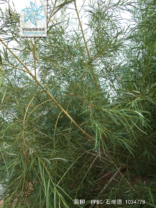 黄柳