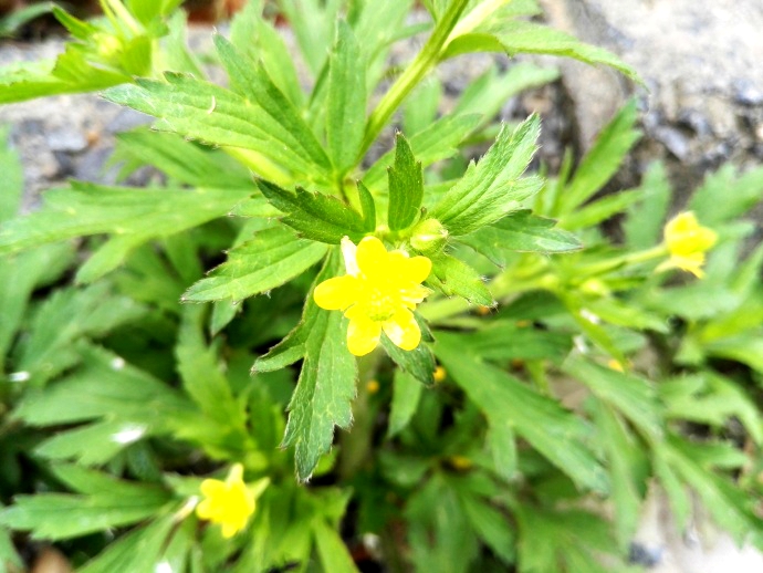  p>茴茴蒜(学名: i>ranunculus chinensis /i> bunge)是毛茛科,毛茛属