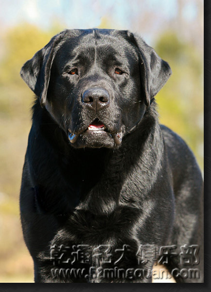 拉布拉多巡回猎犬