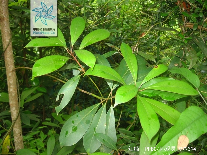 是樟科,润楠属常绿中等 a target="_blank" href="/item/乔木/33239"