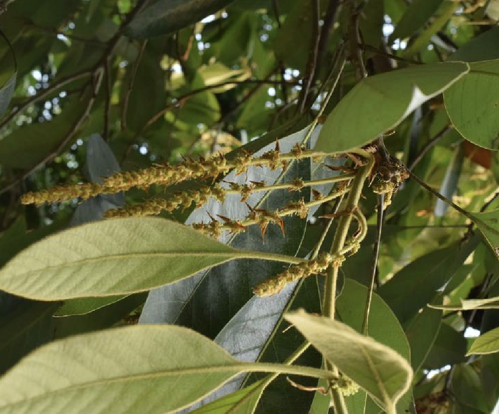  p>饭甑青冈(学名: i>quercus /i>  i>macrocalyx /i> hickel &amp