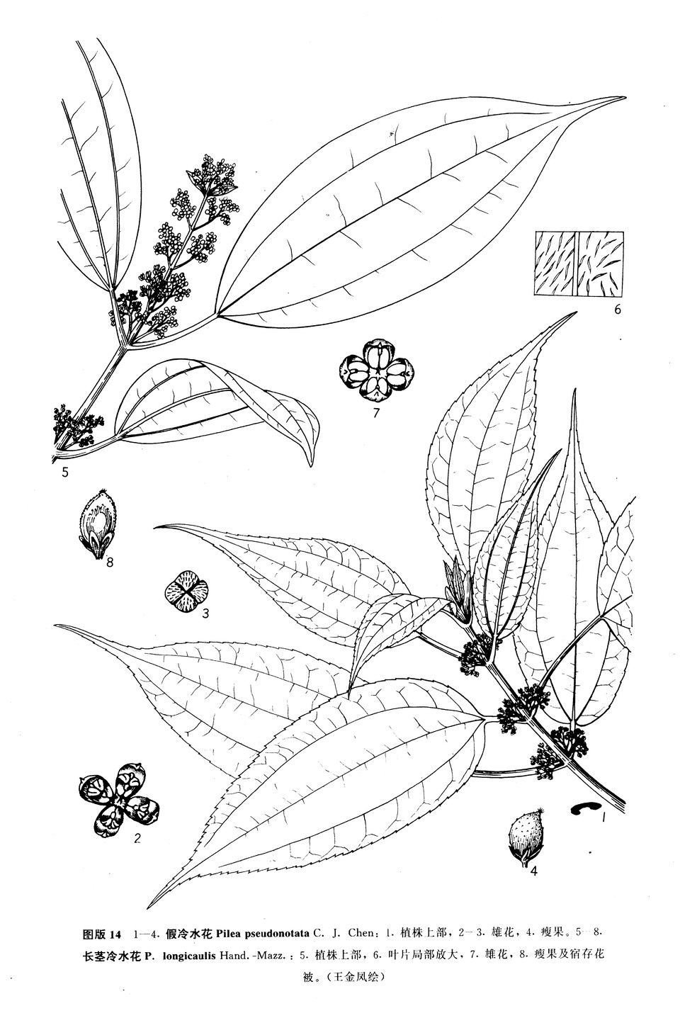 长茎冷水花