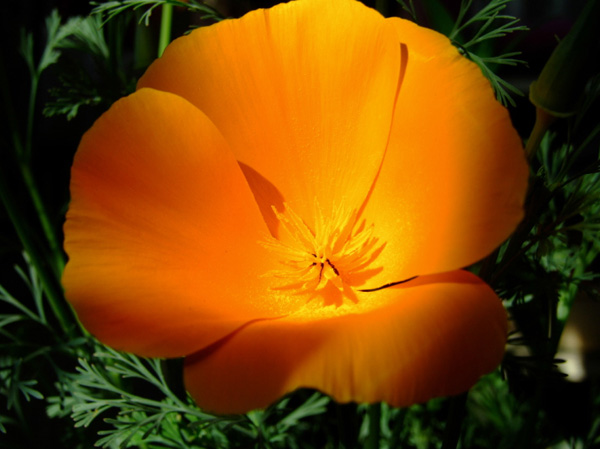  p>花菱草,(学名: i>eschscholtzia californica /i> cham.