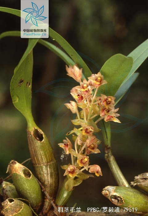  p>粗茎毛兰(学名: i>eria amica /i>  rchb. f.