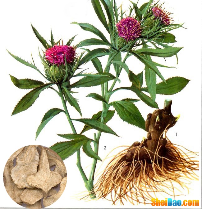  p>苍术属植物白术 a target="_blank" href="/item/多年生草本