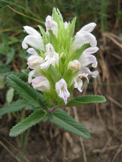  p>蓝灰龙胆(学名:gentiana caeruleo-grisea)是龙胆科龙胆属植物,是