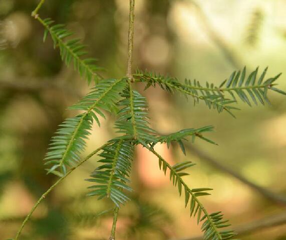  p>云南榧(学名: i>torreya fargesii /i> franch. var.