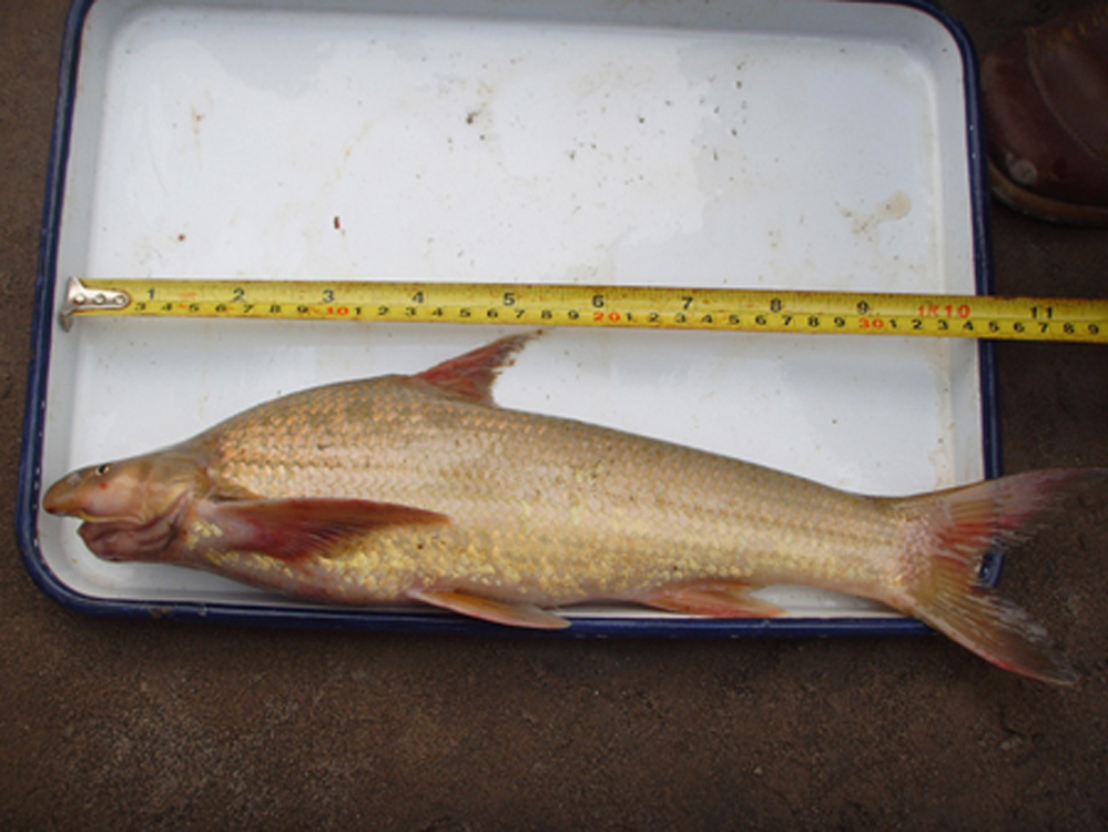  p>圆口铜鱼(学名: i>coreius guichenoti /i>)是鲤科,铜鱼属鱼类.