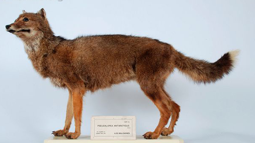 falkland islands wolf