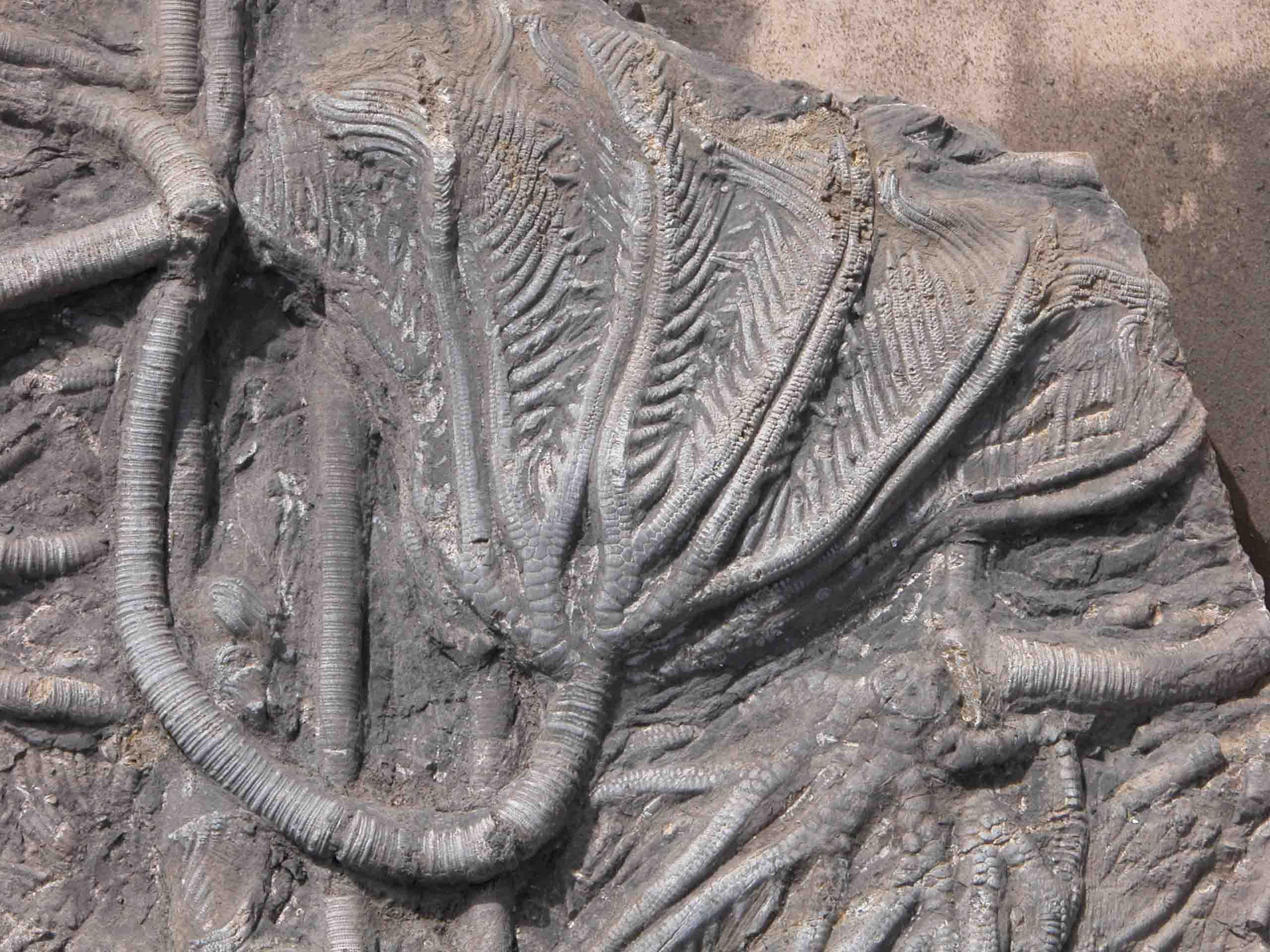  p>海百合是一种始见于早 a target="_blank" href="/item/寒武纪