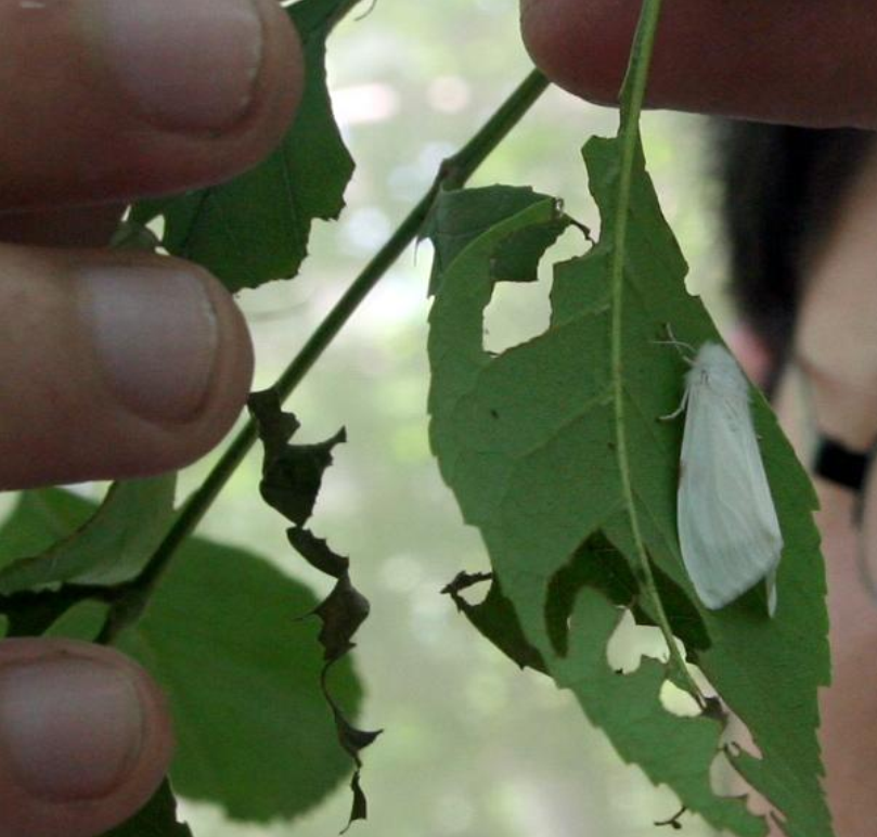 白蛾(学名: i>hyphantria cunea /i>)是灯蛾科,白蛾属蛾类,为白色蛾子