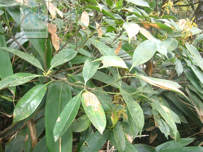  p>大叶青冈(学名: i>cyclobalanopsis jenseniana /i>),常绿 a href=