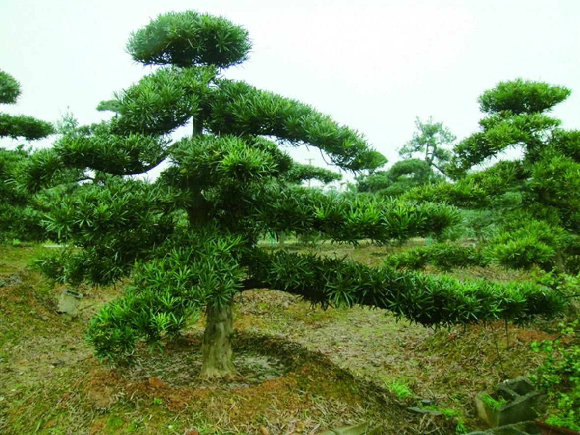  p>罗汉松属,学名podocarpus l`hёr.