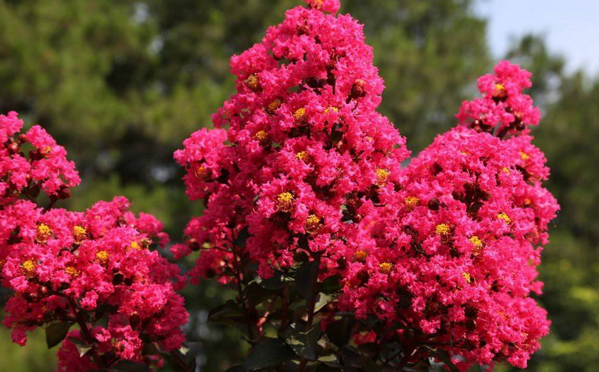 日本红叶乔木紫薇