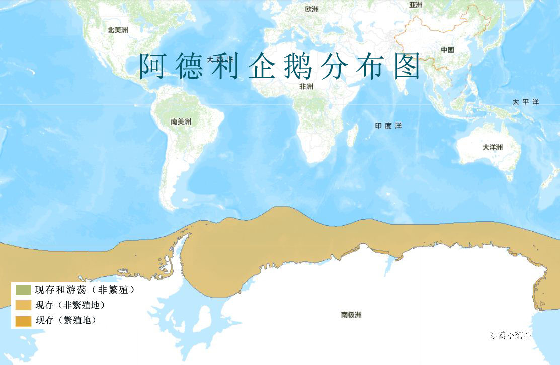  p>阿德利企鹅(学名: i>pygoscelis adeliae /i>)在 a target="_blank