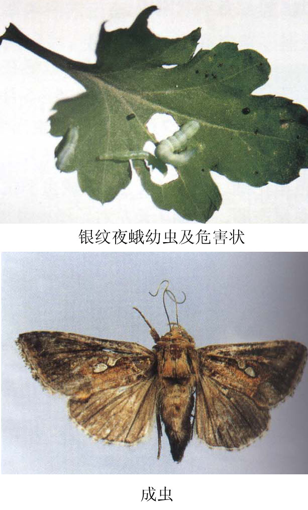  p>斜纹夜蛾(学名: i>spodoptera litura /i> fabricius)属 a href="