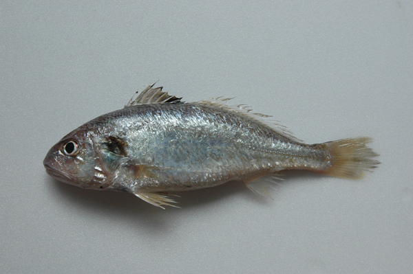  p>斑鳍白姑鱼,也称作斑鳍彭纳石首鱼,pennahia pawak,属鲈形目石首鱼