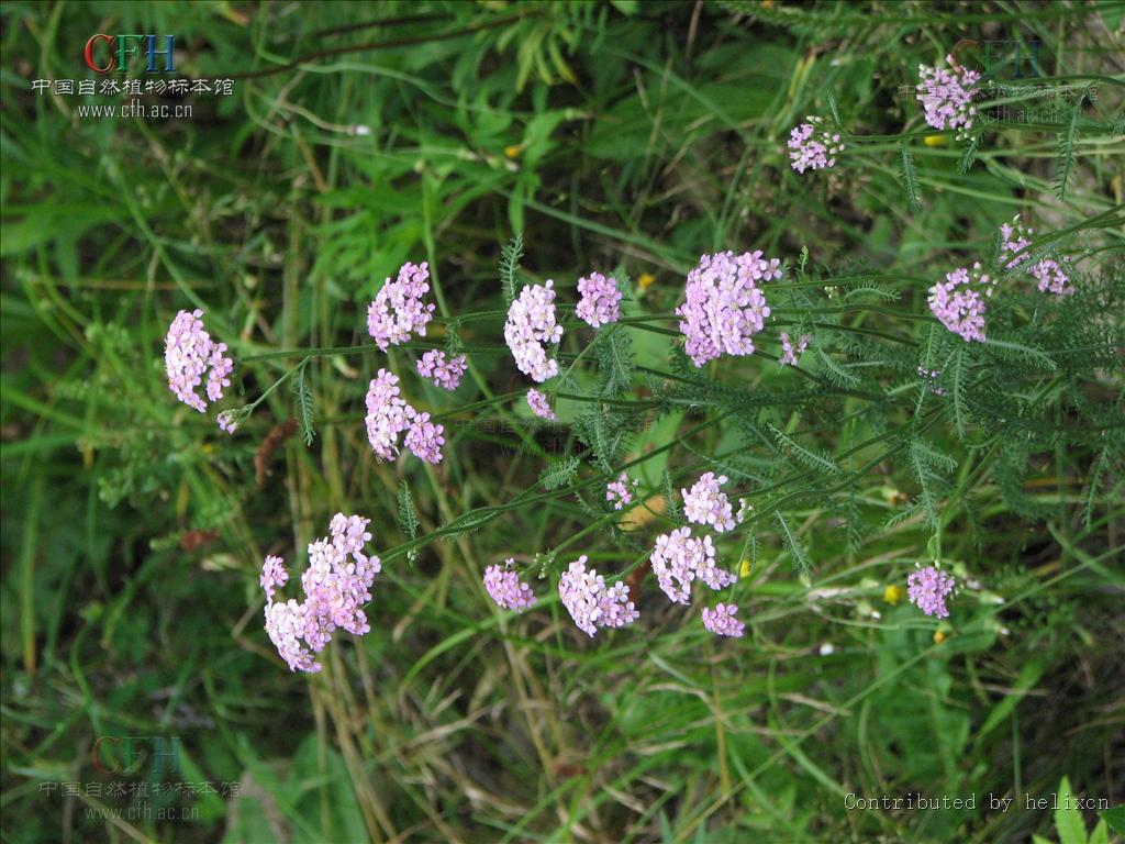  p>中文学名亚洲蓍,拉丁学名achillea asiatica,分布区域;中国东西