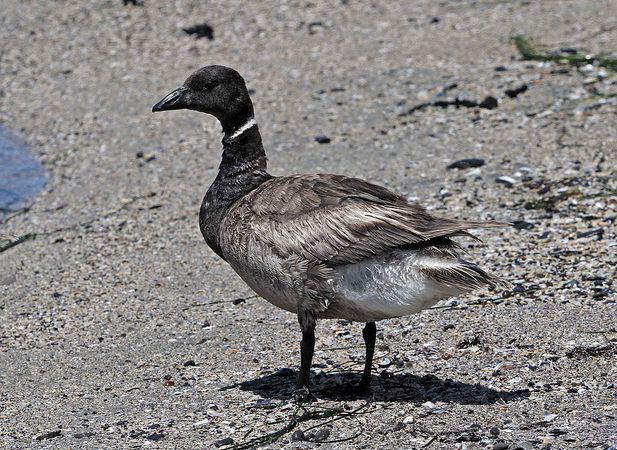  p>黑雁(学名: i>branta bernicla /i>)体长56-61厘米,翼展110-120