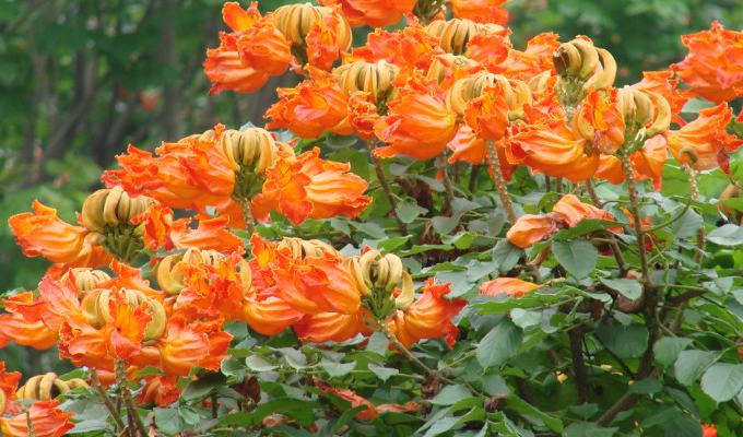  p>火焰花属(学名:phlogacanthus nees)是爵床科下一个属,约30种,分布