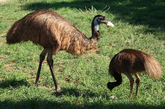 miáo](学名: i>dromaius novaehollandiae /i>),鸟纲鸸鹋科唯一 a