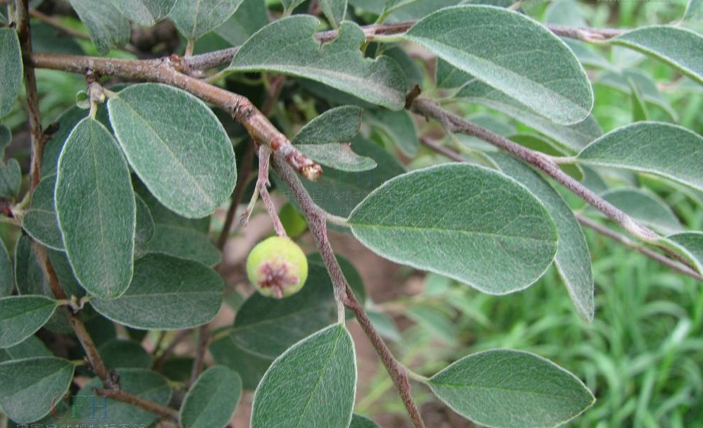 smith)是蔷薇科栒子属的植物,常绿灌木,高达3米;枝条开张,小枝圆柱形