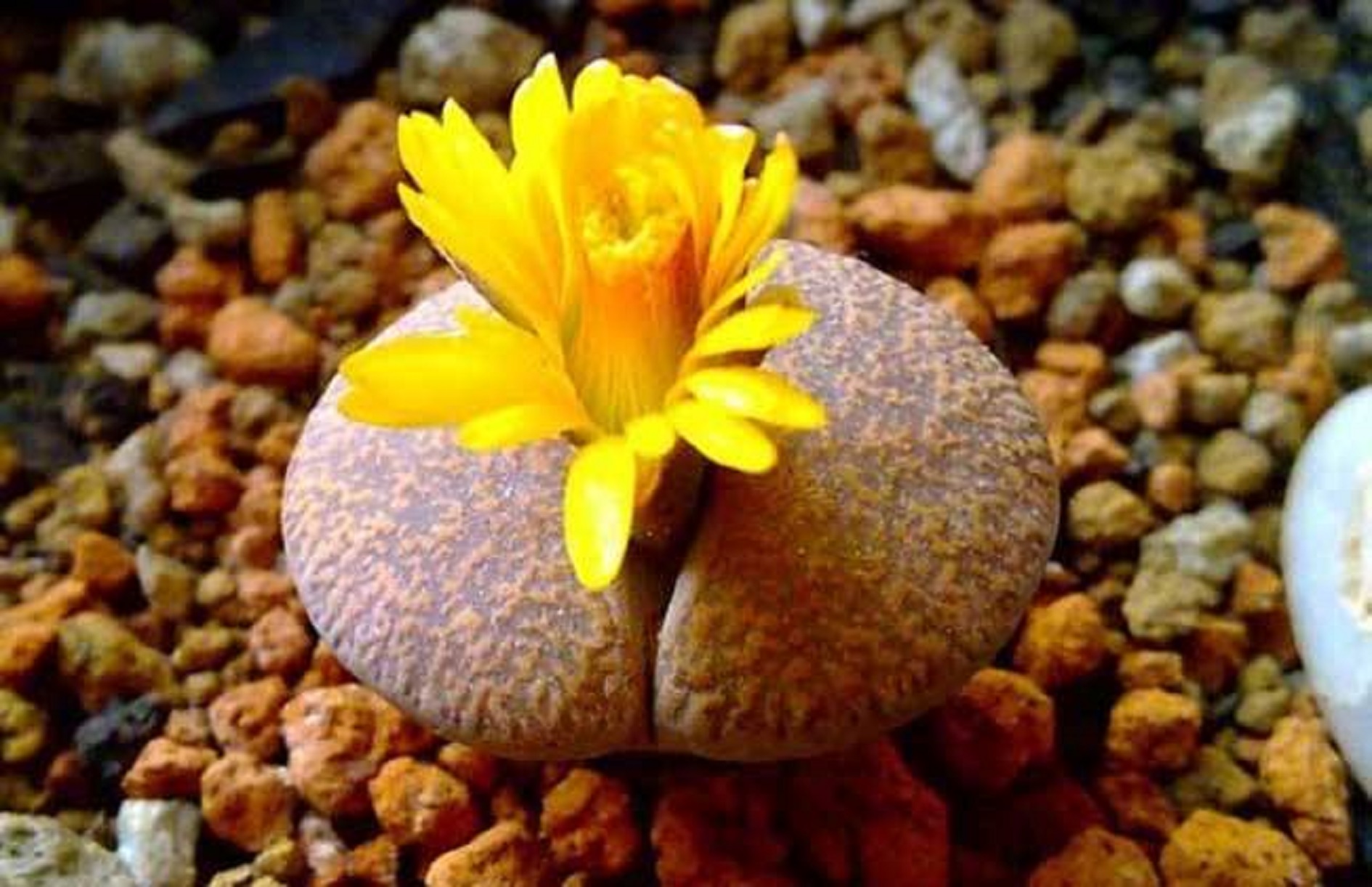  p>生石花(学名: i>lithops /i> n. e. br.