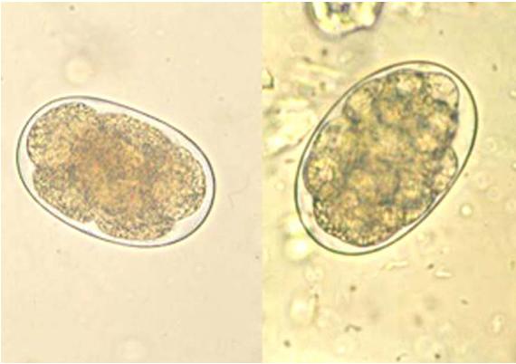在寄生人体消化道的线虫中,钩虫的危害性最严重,由于钩虫的 a href="