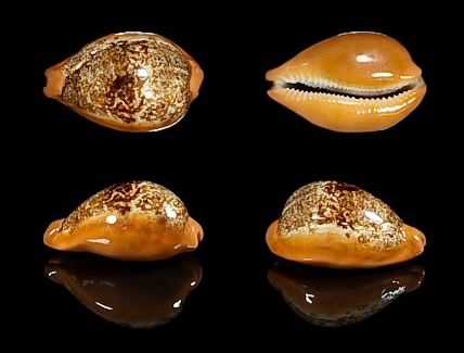  p>兰福宝螺(学名:austrasiatica langfordi langfo