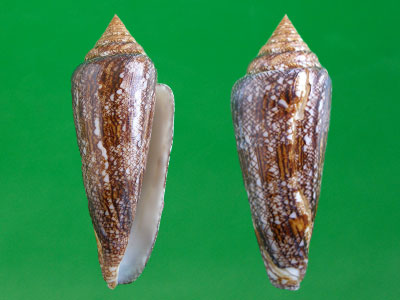  p>海之荣光芋螺(conus gloriamaris )是一种芋螺科cylinder属类生物