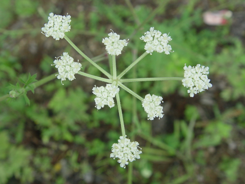 科,通常为茎部中空的 a target="_blank" href="/item/芳香植物/92044