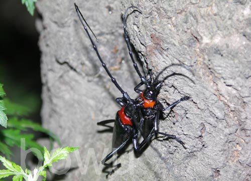  p>桃红颈天牛属鞘翅目, a href="#" data-lemmaid="6263256">天牛科 