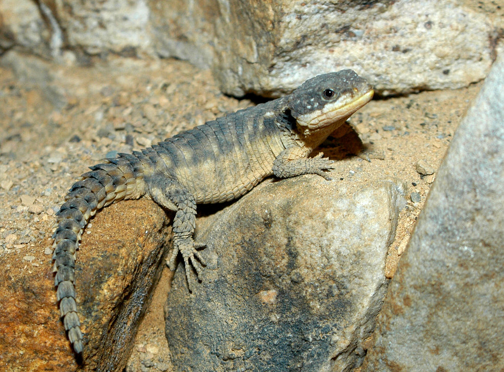 armadillo spiny-tailed lizard