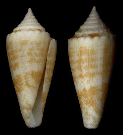  p>黄地芋螺是岩石地层名称,由petuch于pet年命名. /p>