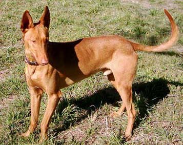 p>法老王猎犬(英文名称:pharaoh hound):是一种中型犬,整体外观是