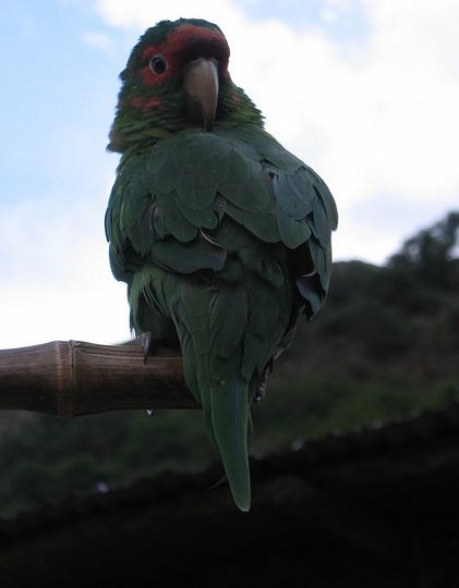 米特雷锥尾鹦鹉
