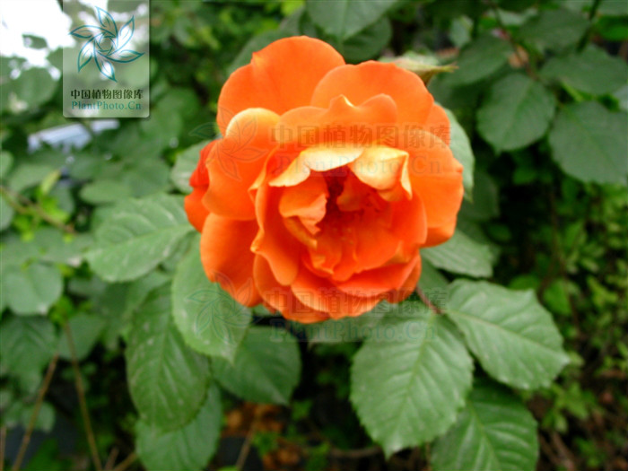  p>桔黄香水月季(变种) 是蔷薇的一种,花重瓣,黄色或桔黄色,产云南