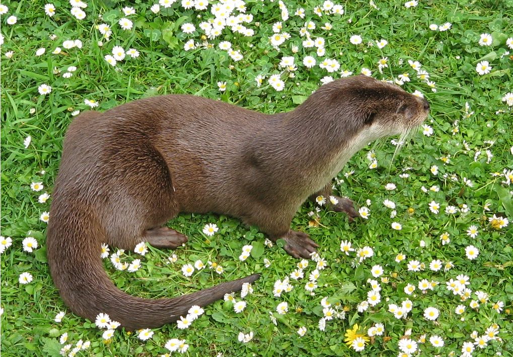 属下动物别名狟子,土猪,芝麻狟,狗獾属下共有四种