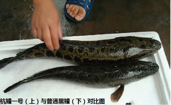  p>杂交鳢"杭鳢1号"是由 a target="_blank" href="/item/杭州市农科