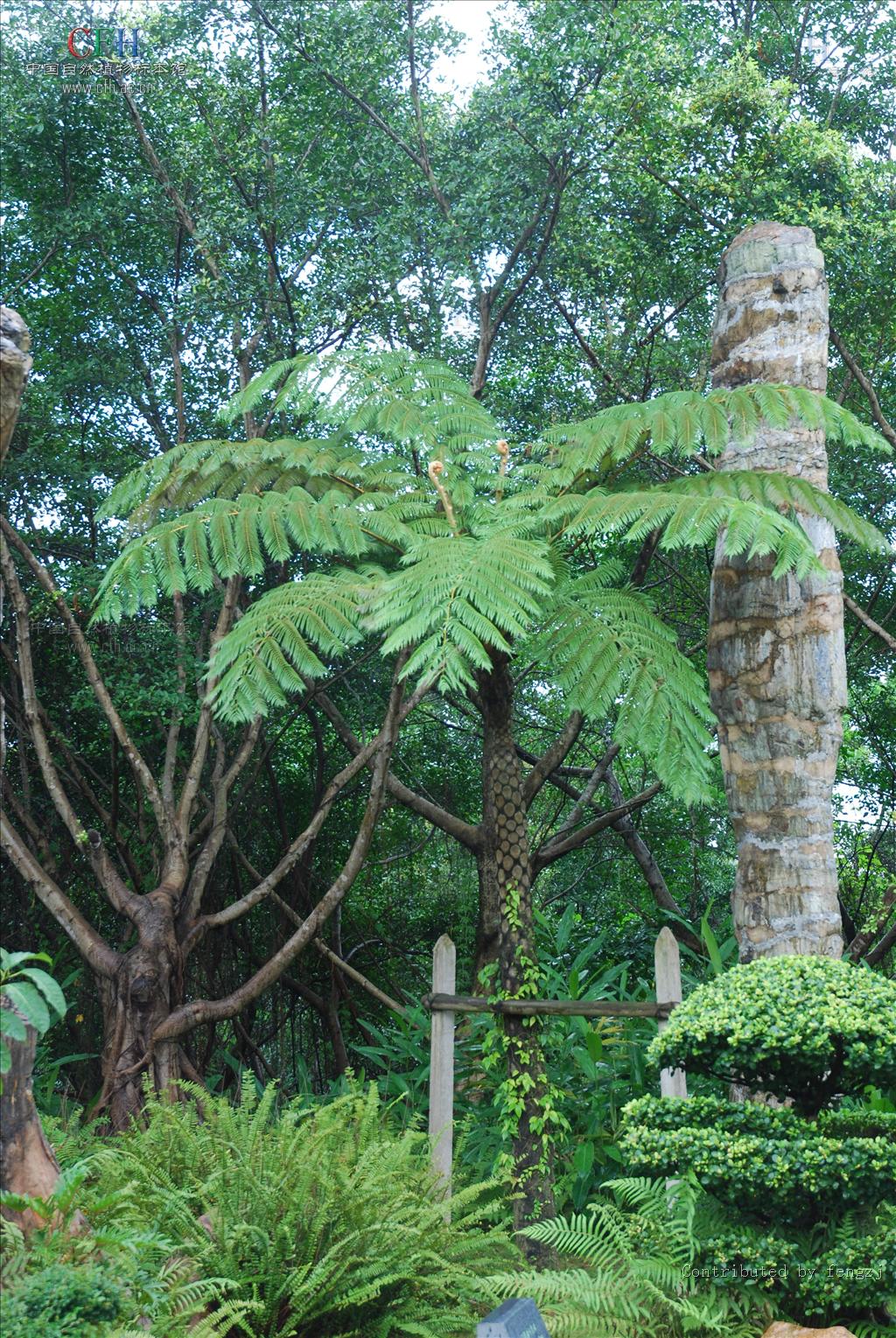 sphaeropteris lepifera (j. sm. ex hook.) r. m. tryon