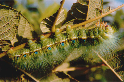  p>栗蚕是 a target="_blank" href="/item/鳞翅目">鳞翅目 /a>大蚕蛾