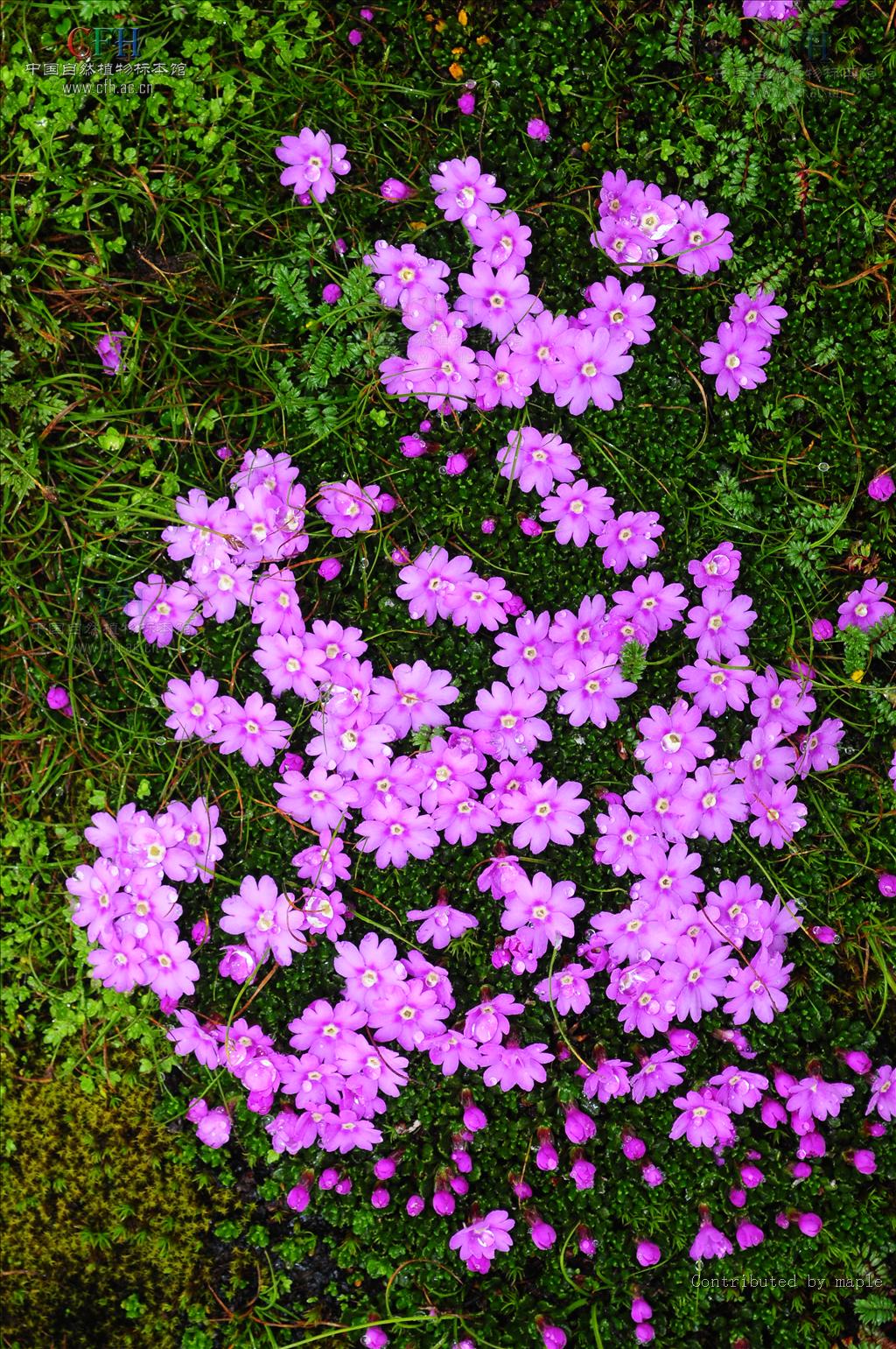  p>岩梅属(diapensia linn.